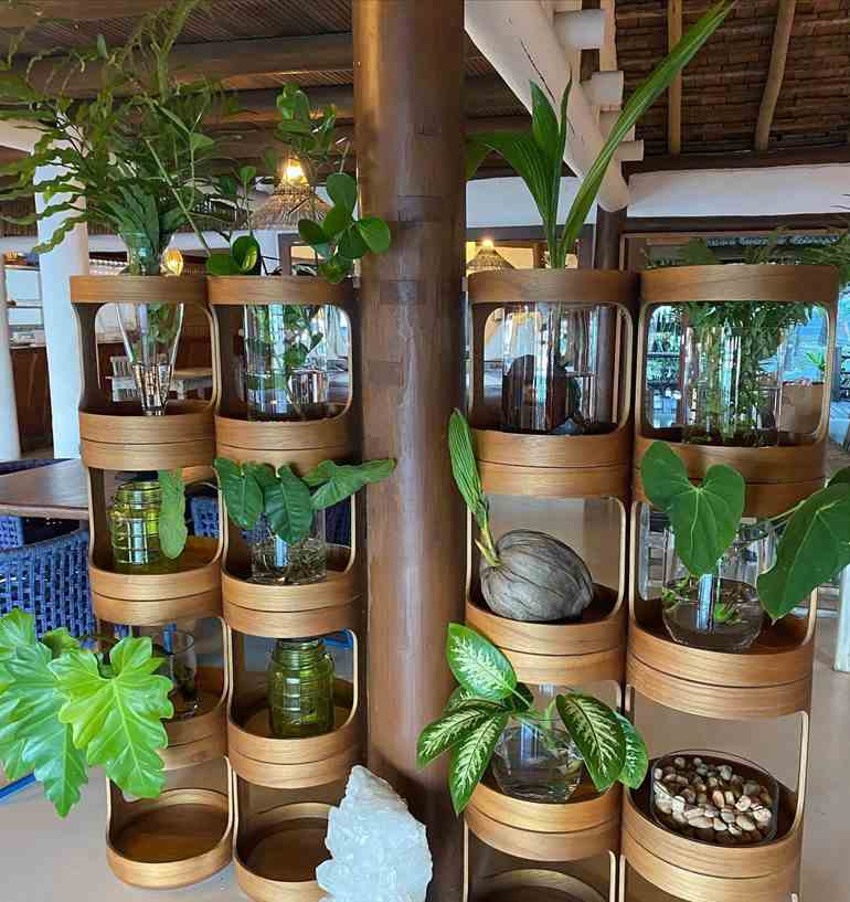 Lembrancinha de muda de planta