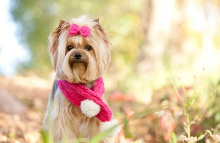 Itens para pet para vender