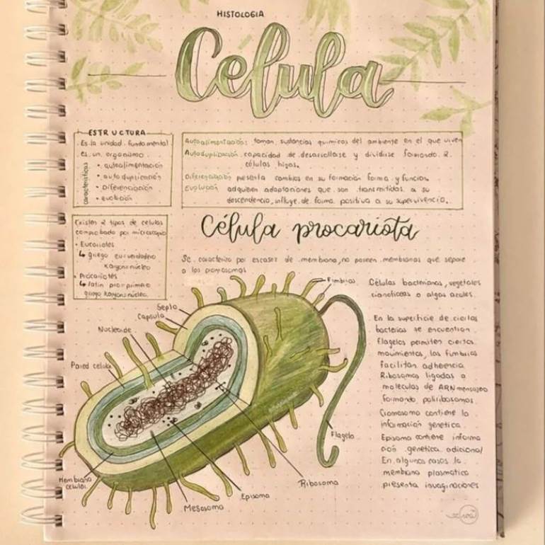 Caderno sobre célula