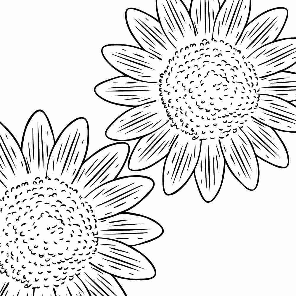 Desenho de flores margaridas