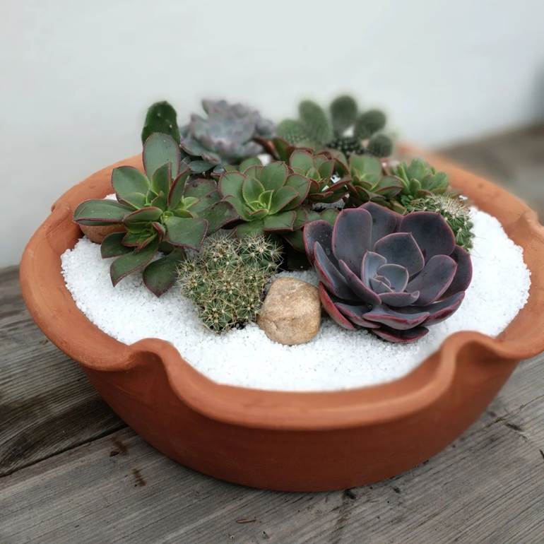 Arranjos de suculentas em vaso de barro