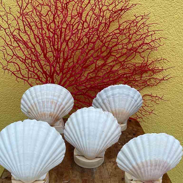 Coral e conchas do mar decorativas