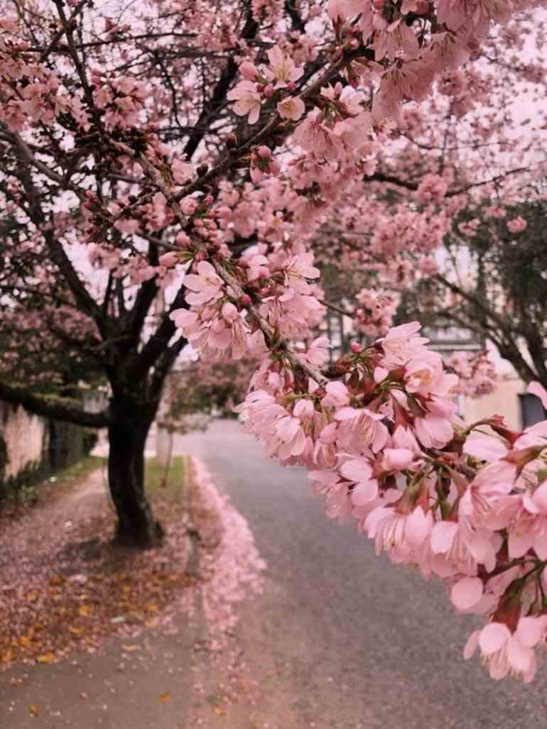 Flores arvore cerejeira