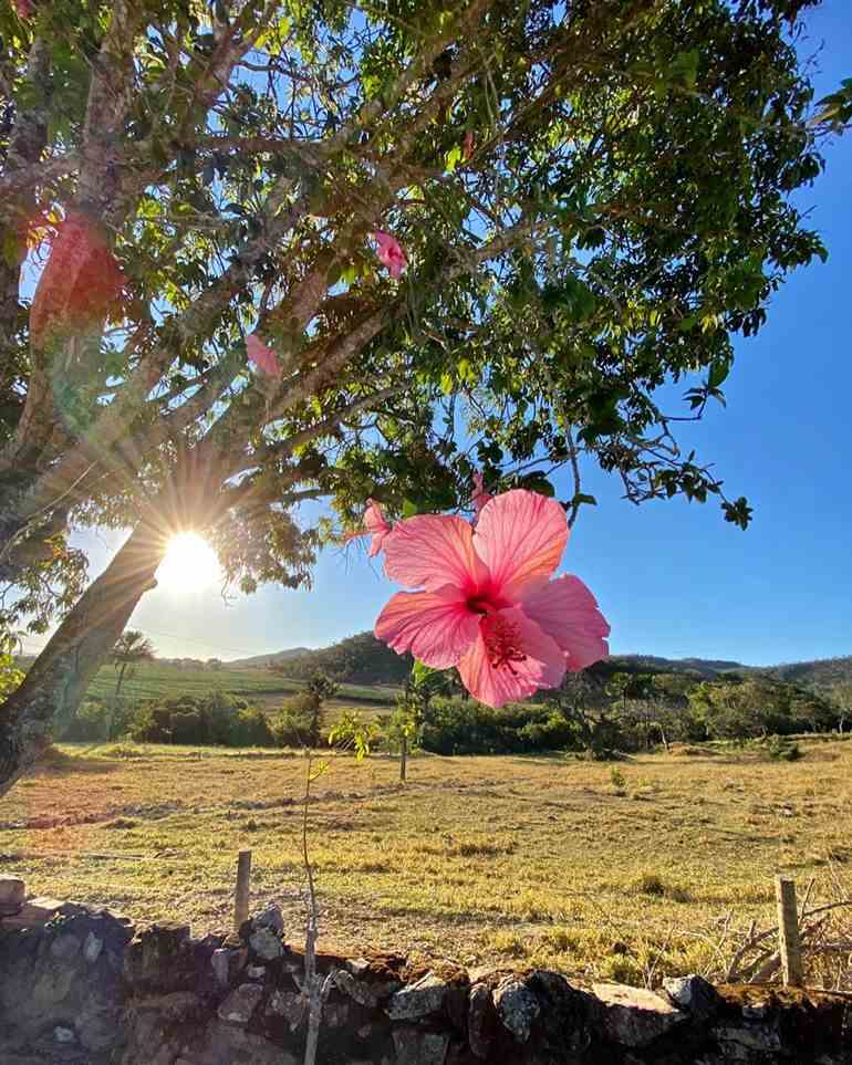 Flores hibiscos 