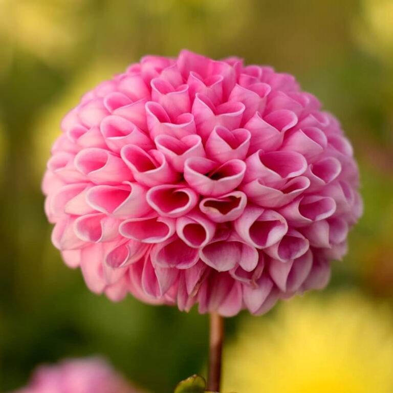 Flores Rosas: 50 fotos de lindas espécies para se encantar - Artesanato ...