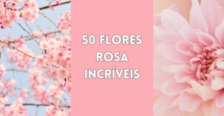 flores cor de rosa