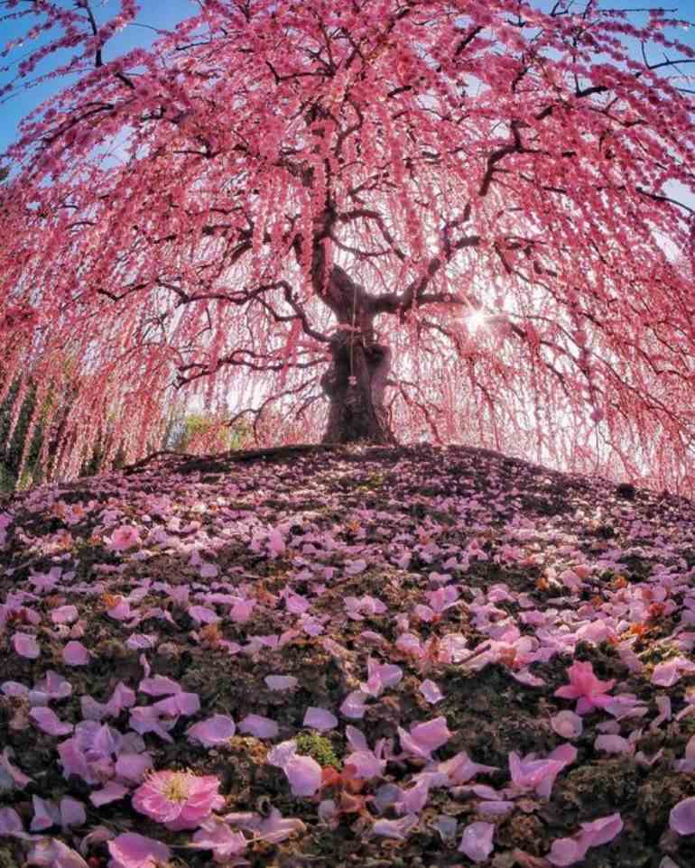 Foto bela de flores