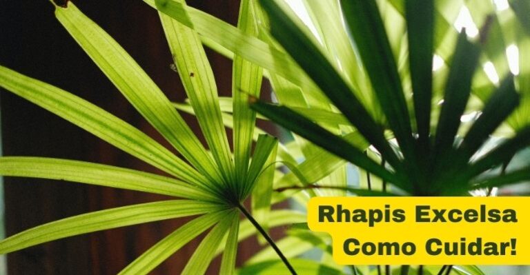 como fazer muda de Rhapis Excelsa