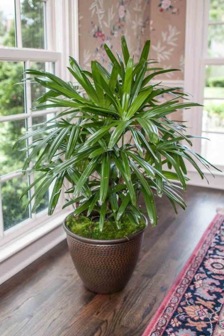 Rhapis Excelsa no sol