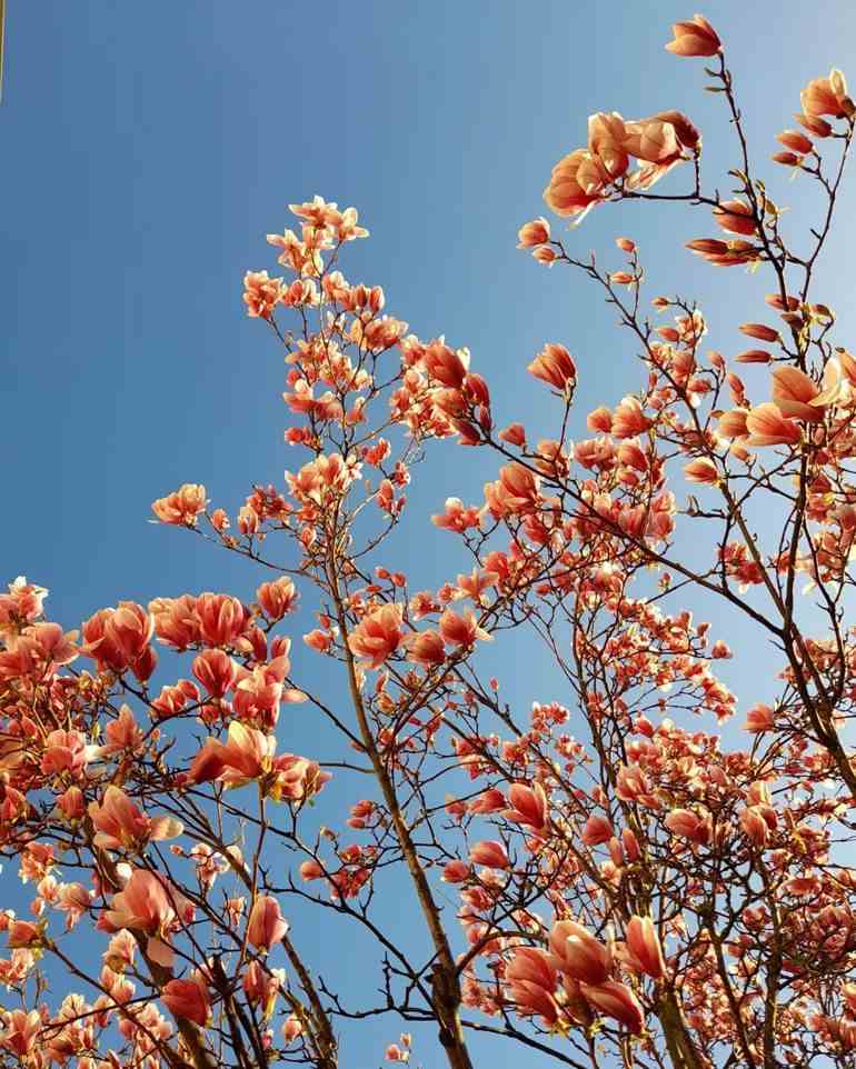 Flores no céu