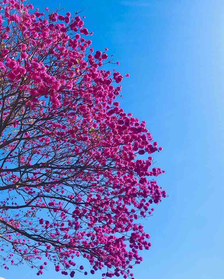 Flores no céu azul