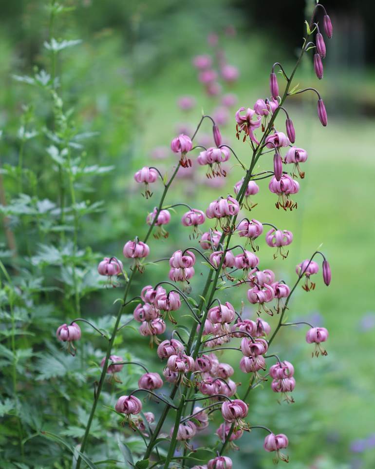 Flores pequenas