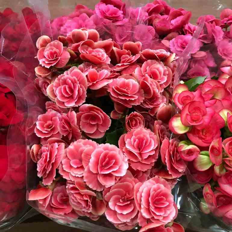 flores rosas buque