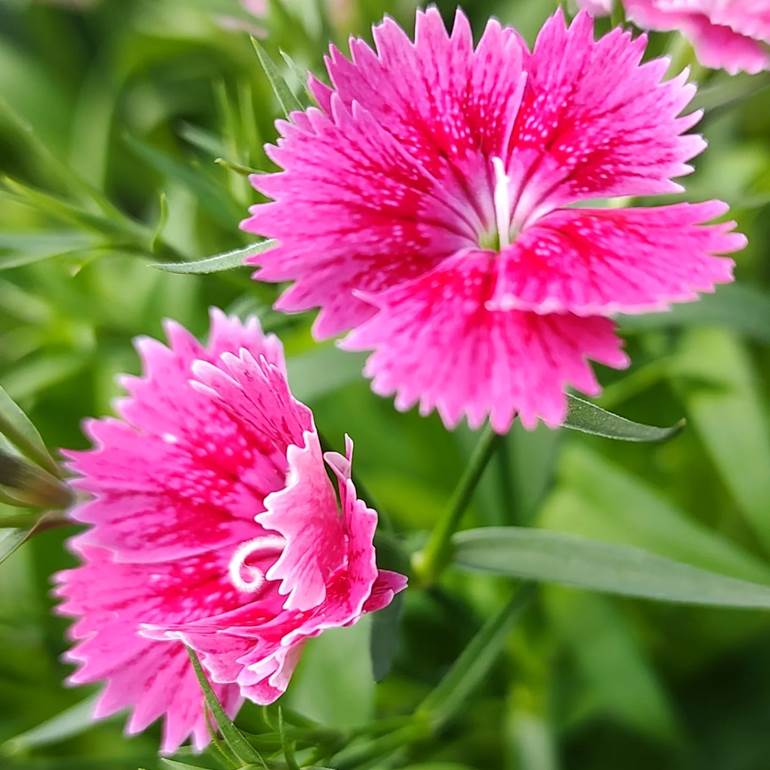 flores rosas