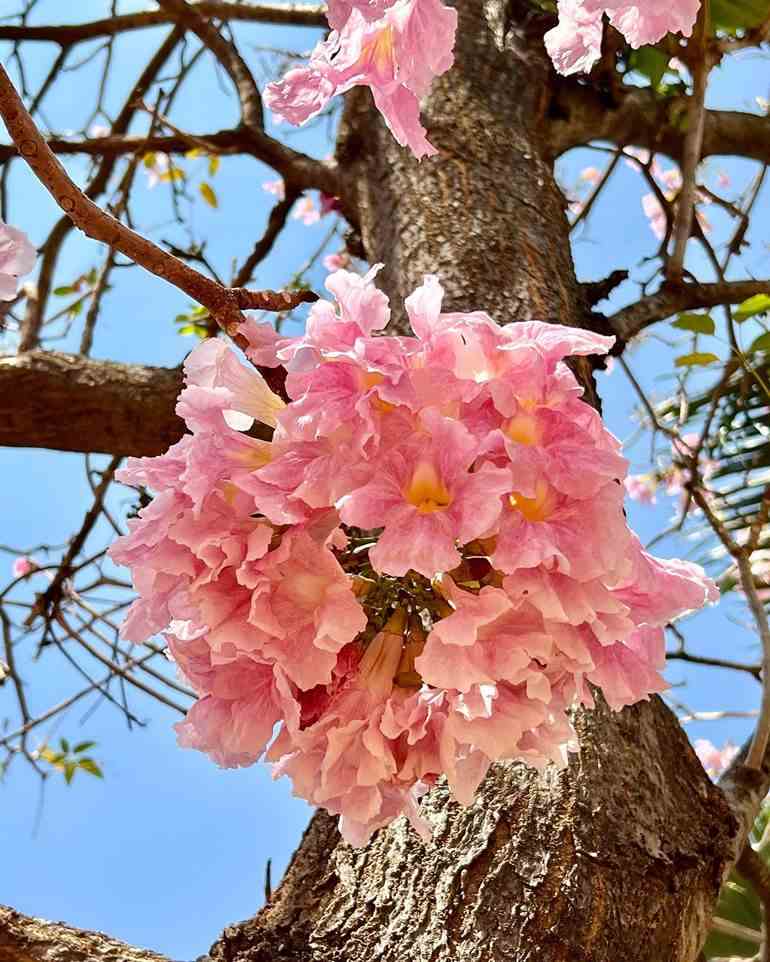 Foto bonita de flores