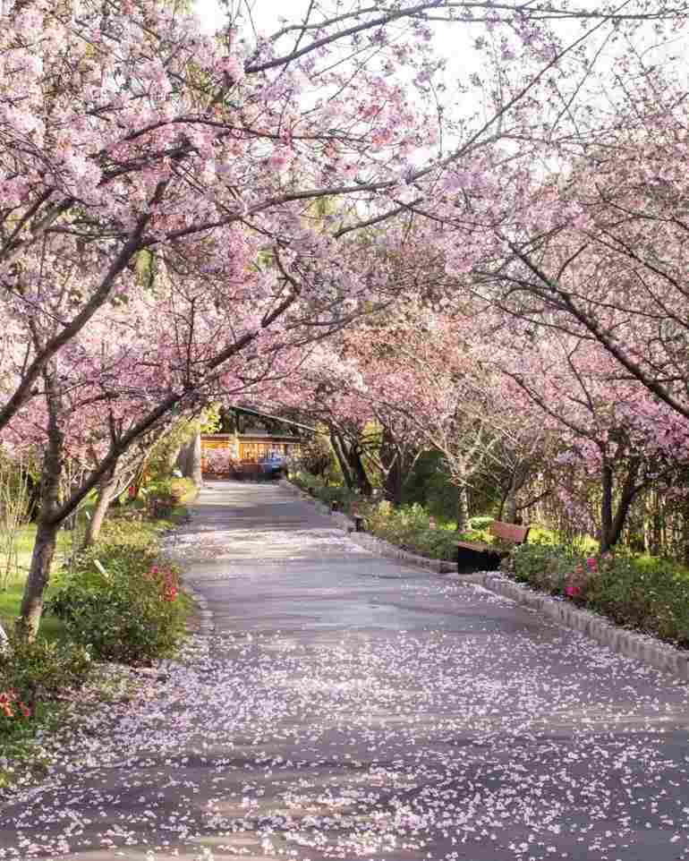 Rua de flores