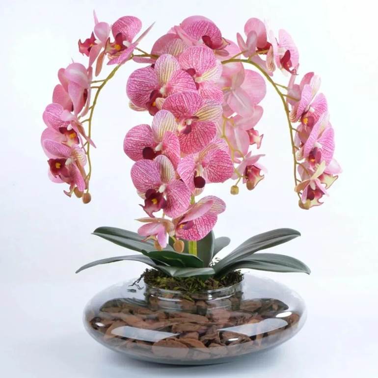 Flores de orquidea colorida