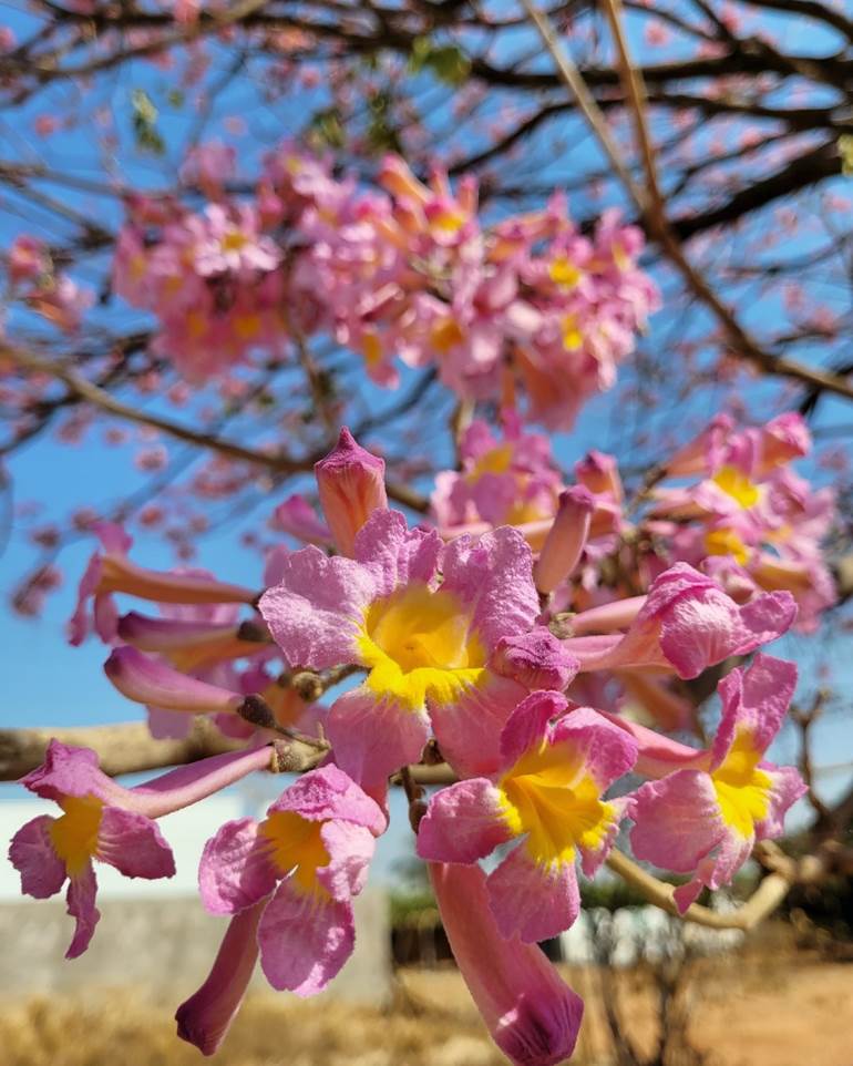 Flores com amarelo