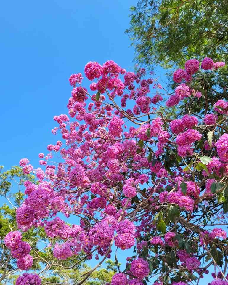 Flores redondinhas bonitas