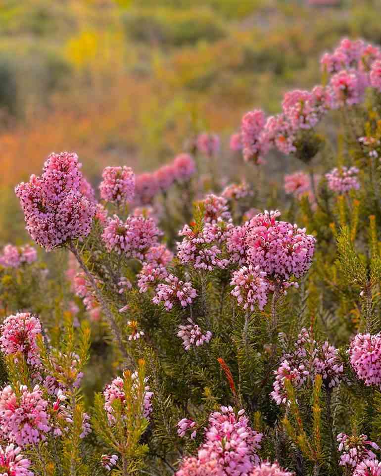 Flores na selva