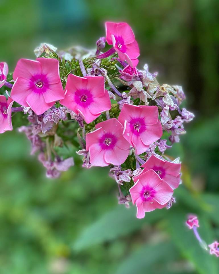 Flores com lilás