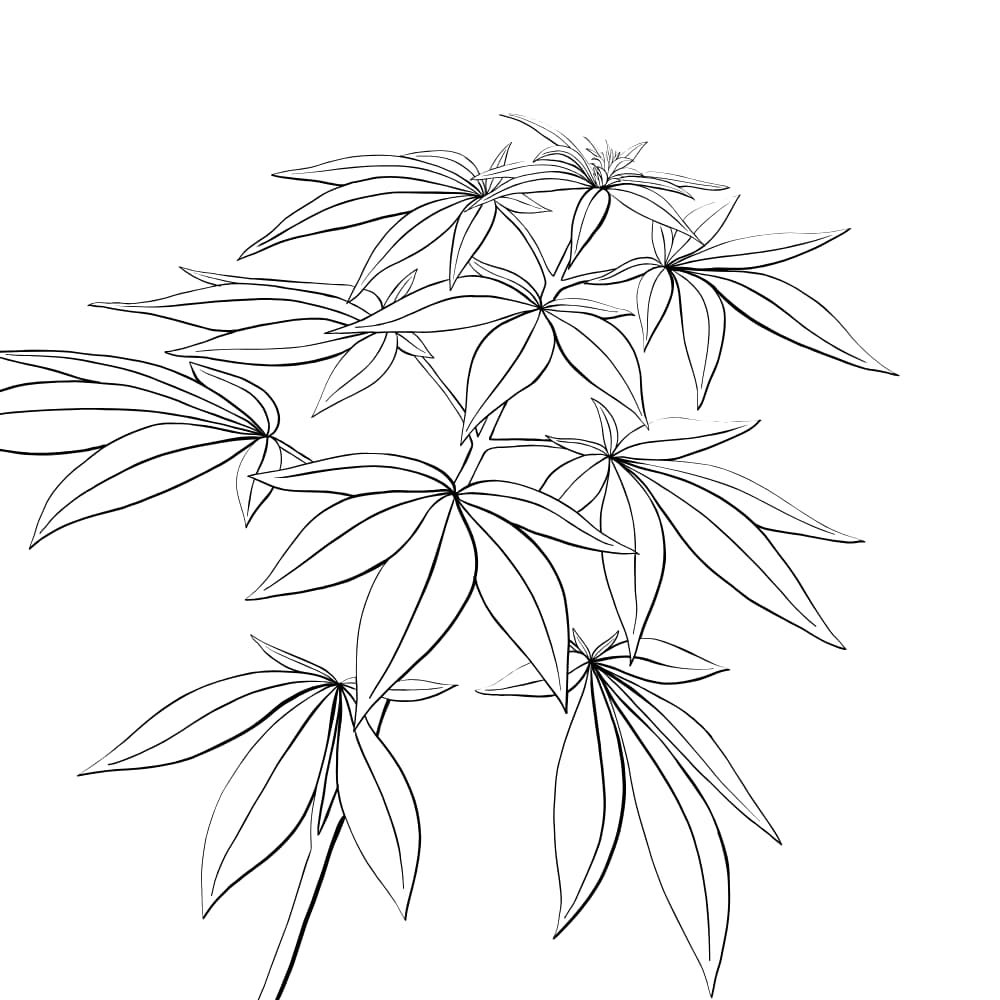desenho de planta folha