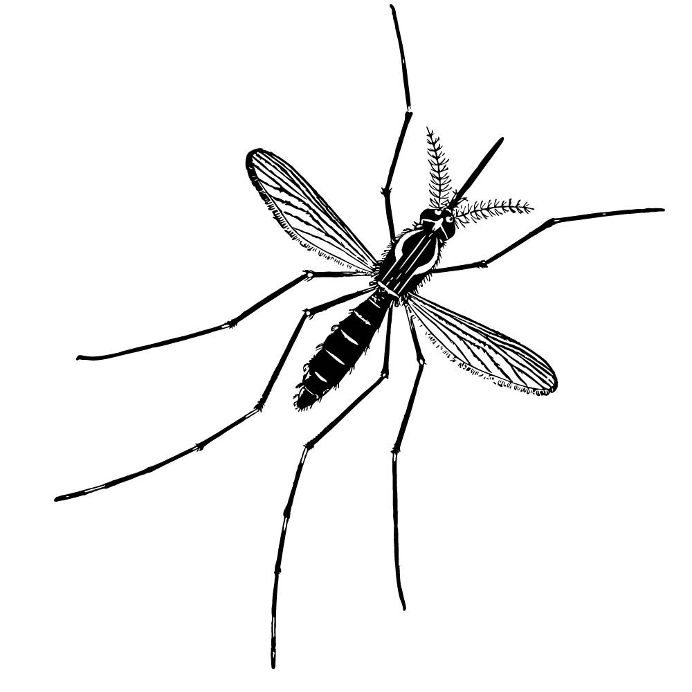 mosquito da dengue para imprimir