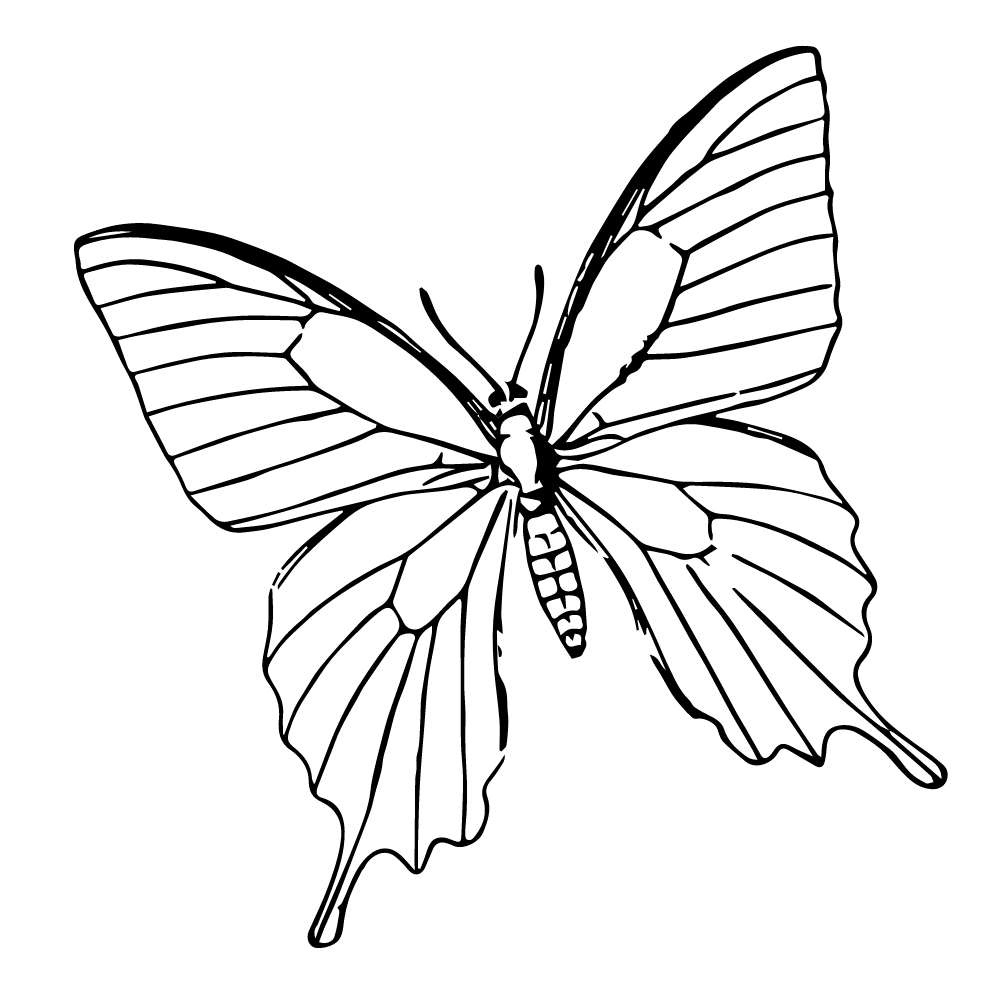 borboleta grande para colorir