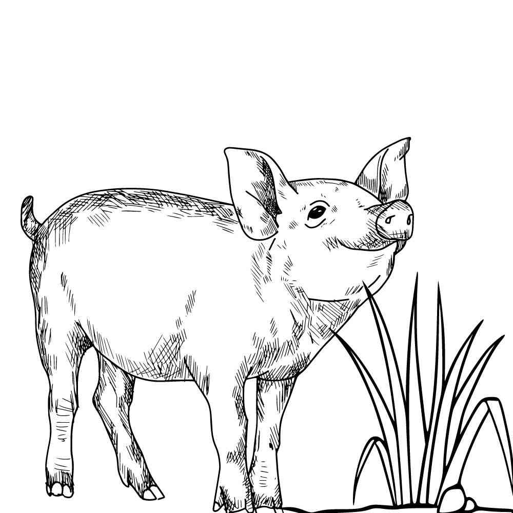 desenho de porco realista