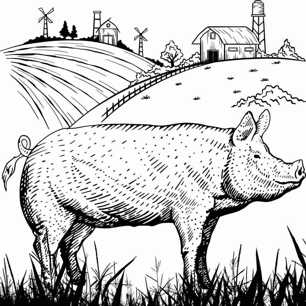 porco realista desenho