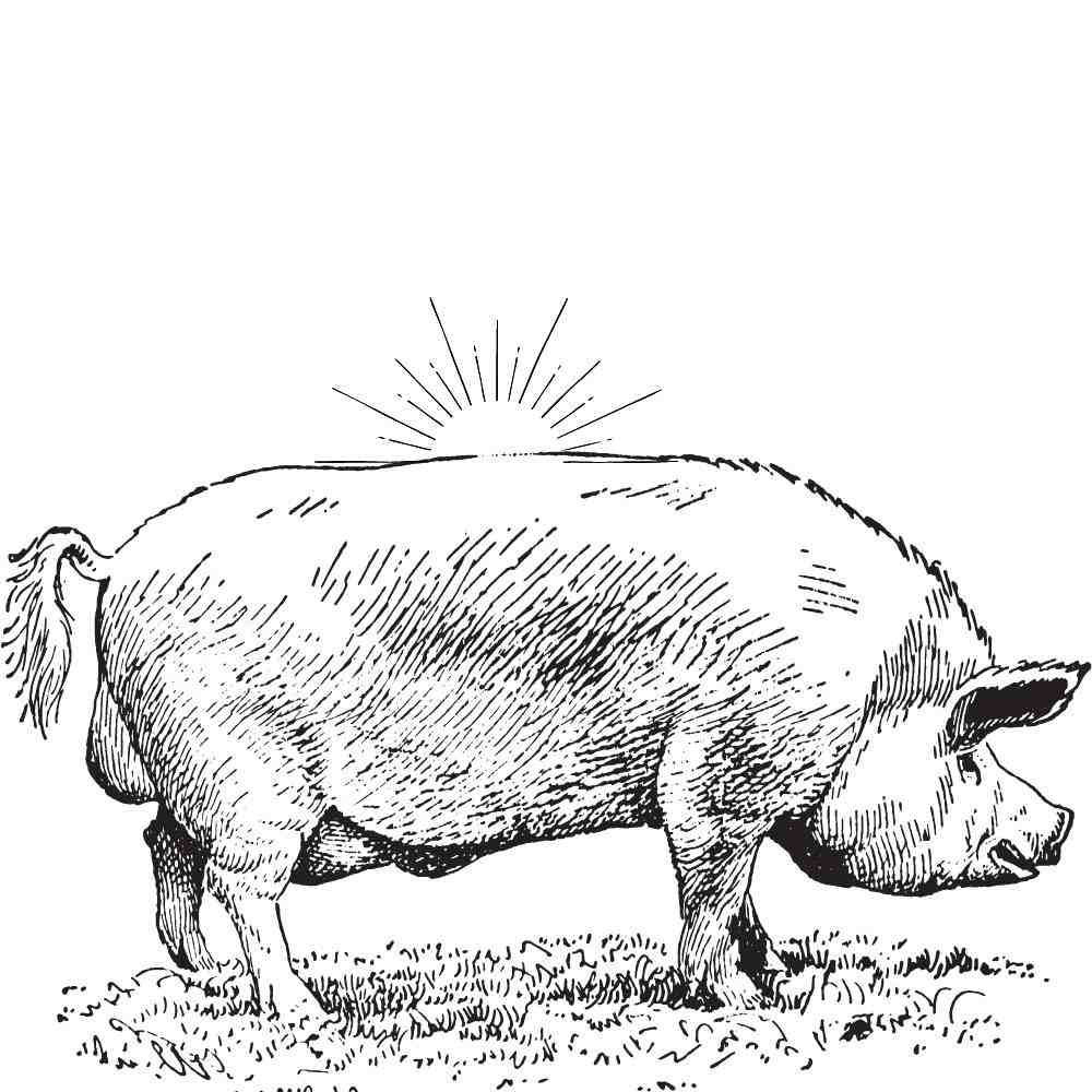 porco realista desenho