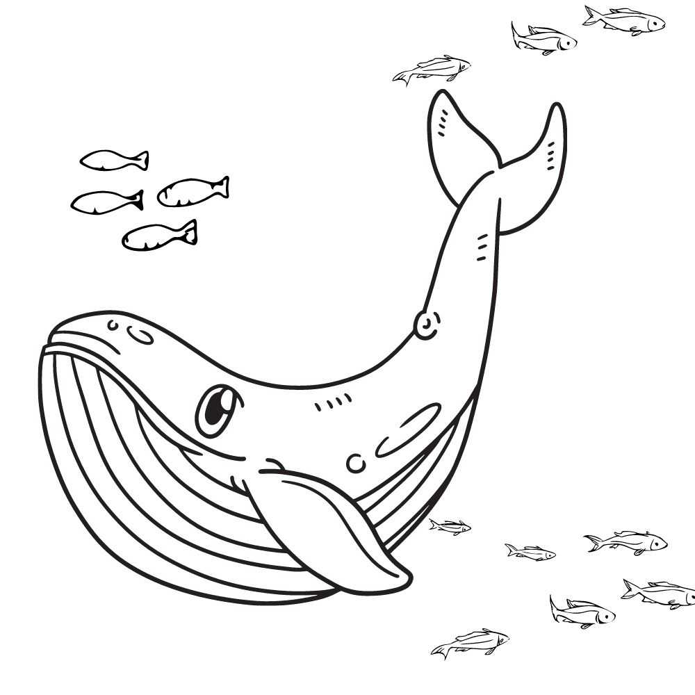 jubarte desenho para colorir